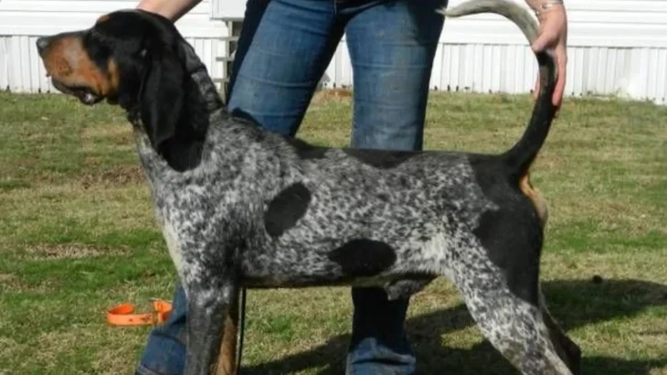 American Blue Gascon Hound Dog photo