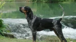 American Blue Gascon Hound Dog photo