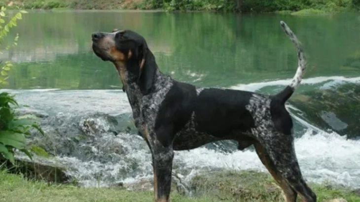 American Blue Gascon Hound Dog photo
