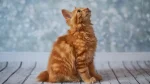 American Bobtail Cat photo