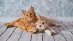 American Bobtail Cat photo