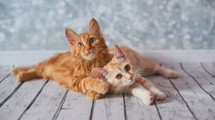 American Bobtail Cat photo