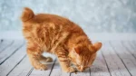 American Bobtail Cat photo