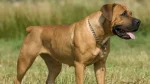 American Bull Molosser Dog photo