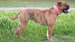 American Bull Molosser Dog photo