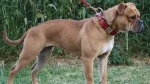 American Bull Molosser Dog photo