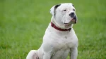 American Bulldog Dog photo