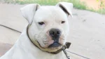 American Bulldog Dog photo