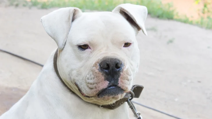 American Bulldog Dog photo