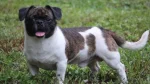 American Bullnese Dog photo
