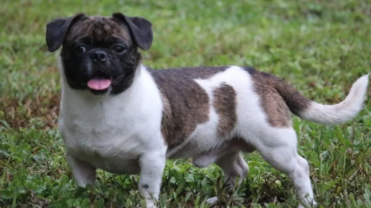 American Bullnese Dog photo