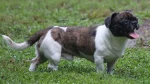 American Bullnese Dog photo