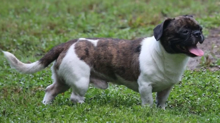 American Bullnese Dog photo