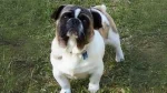 American Bullnese Dog photo
