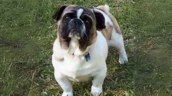 American Bullnese Dog photo