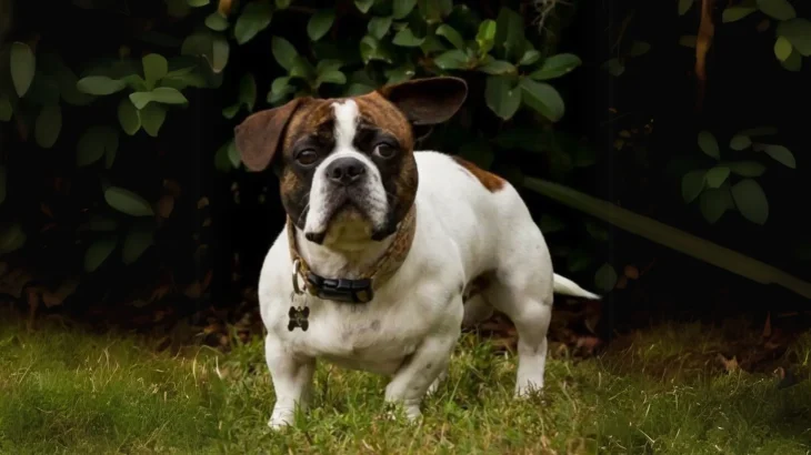 American Bullnese Dog photo