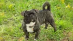 American Bullnese Dog photo