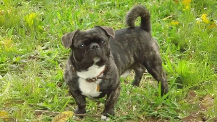 American Bullnese Dog photo