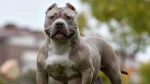American Bully Dog photo