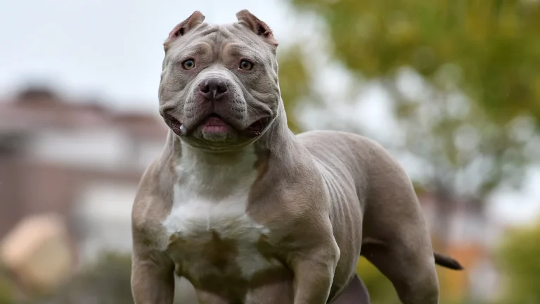 American Bully Dog photo