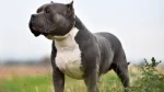 American Bully Dog photo