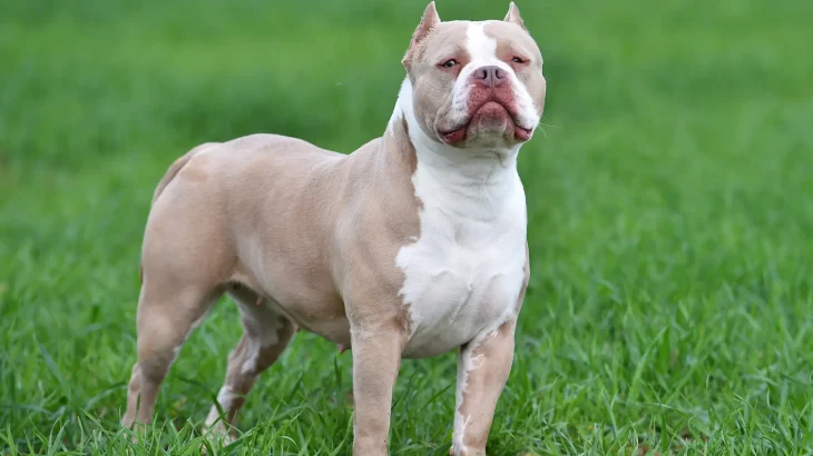 American Bully Dog photo