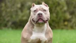 American Bully Dog photo