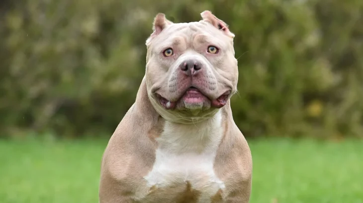 American Bully Dog photo