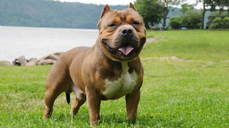 American Bully Dog photo