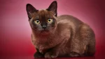 American Burmese Cat photo