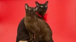 American Burmese Cat photo