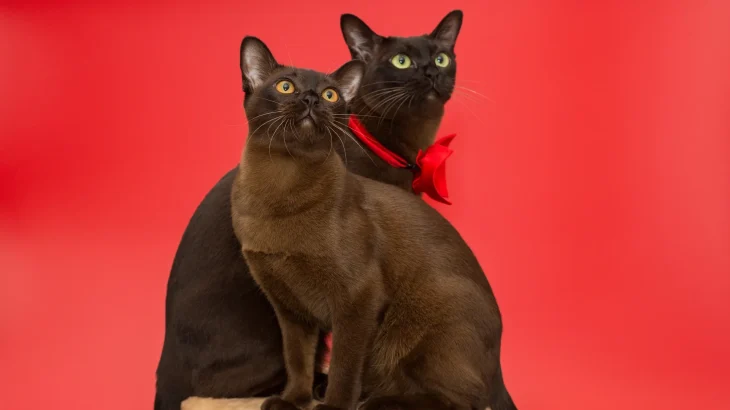 American Burmese Cat photo