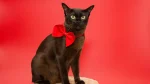 American Burmese Cat photo