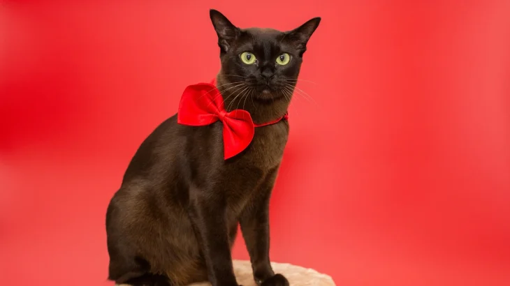 American Burmese Cat photo