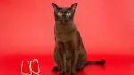 American Burmese Cat photo