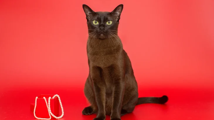 American Burmese Cat photo