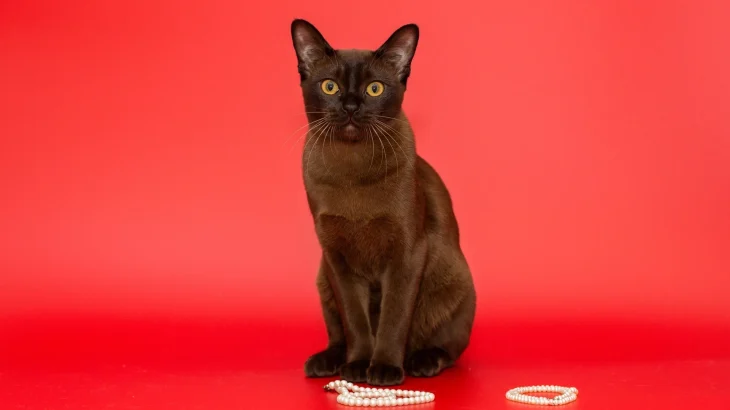 American Burmese Cat photo