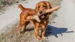 American Cocker Spaniel Dog photo