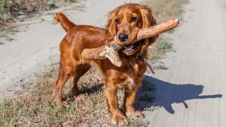 American Cocker Spaniel Dog photo