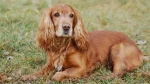 American Cocker Spaniel Dog photo