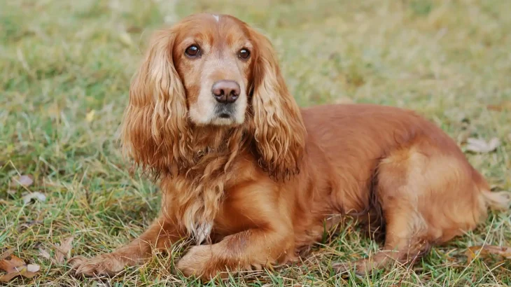 American Cocker Spaniel Dog photo