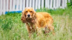American Cocker Spaniel Dog photo