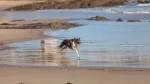 American Crested Sand Terrier Dog photo