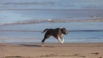 American Crested Sand Terrier Dog photo