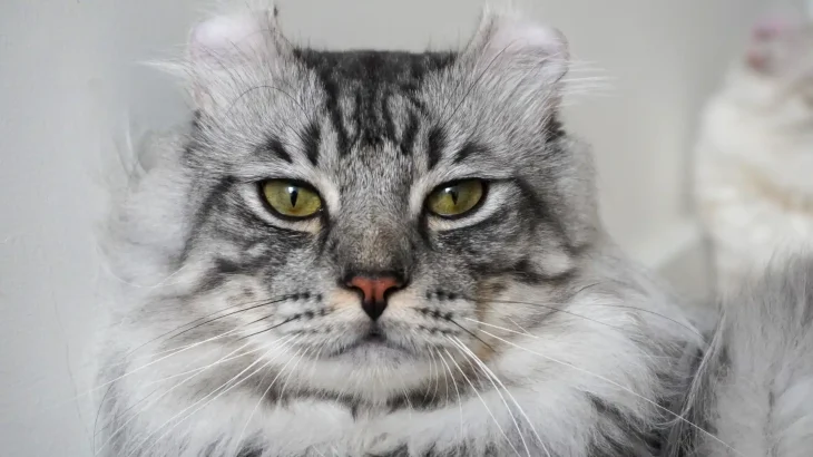 American Curl Cat photo