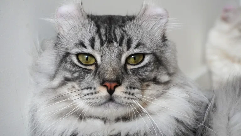 American Curl Cat photo