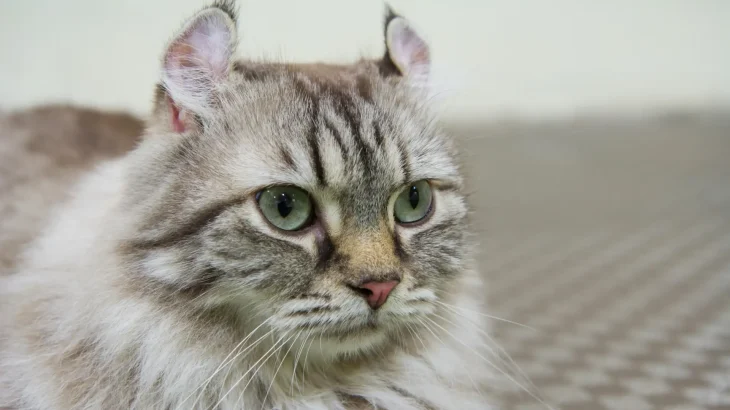 American Curl Cat photo