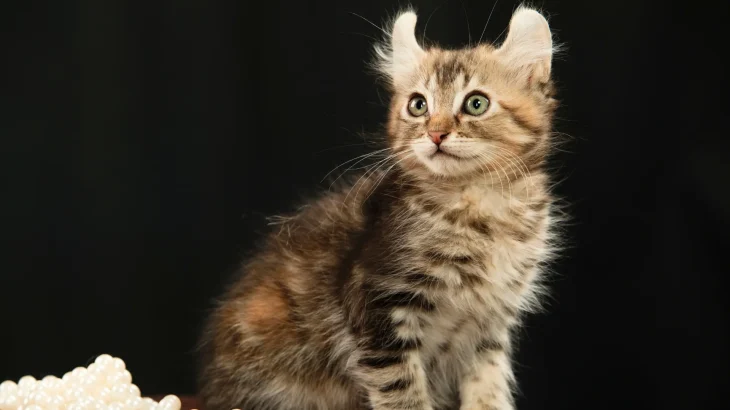 American Curl Cat photo