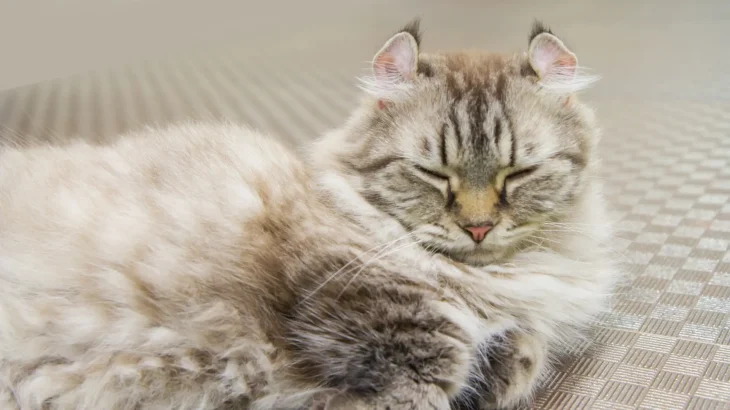 American Curl Cat photo