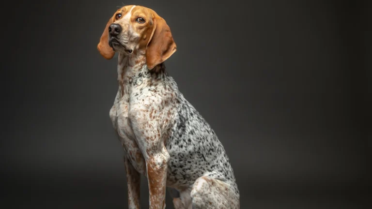 American English Coonhound Dog photo